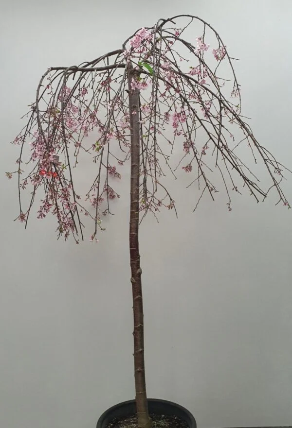 Weeping Cherry Pink Snow Showers Tall Cm Garden World