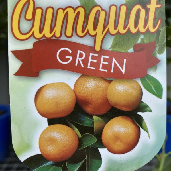 Cumquat Green