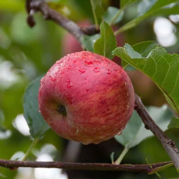 Apple Gala fruit on tree