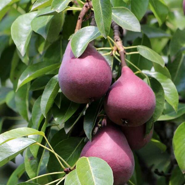 Pear Sensation fruit