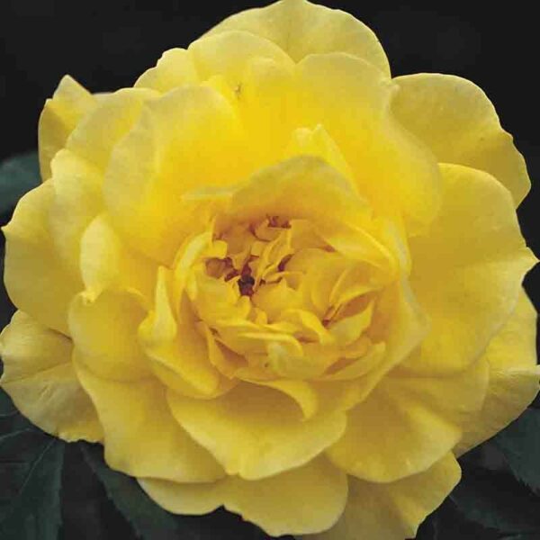 Friesia Rose