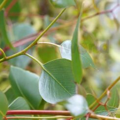 Eucalyptus caesia Silver Princess
