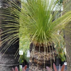 Xanthorrhoea australis Grass Tree
