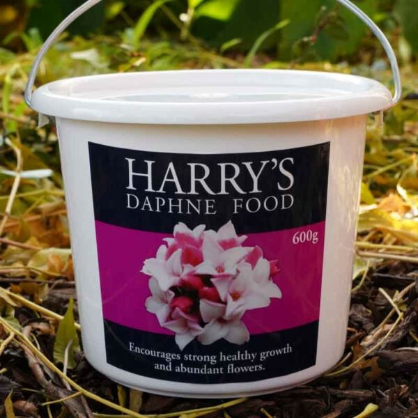 Harry's Daphne Food