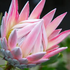 Protea King Pink