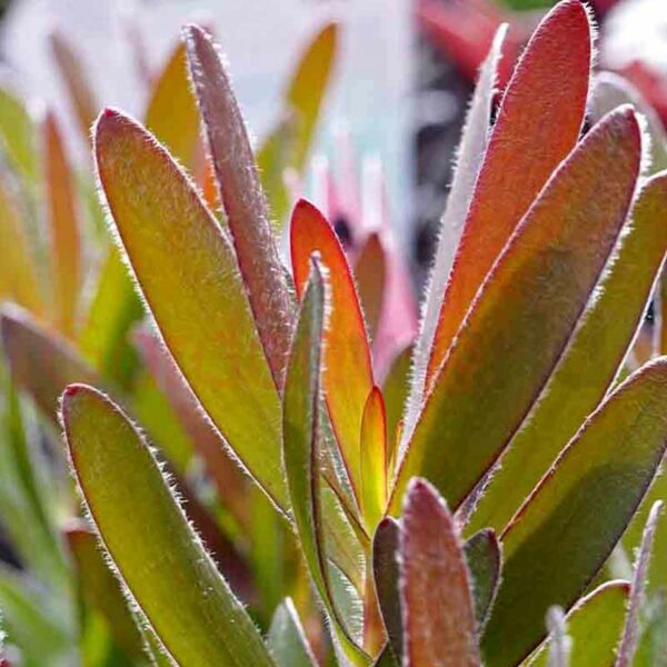 protea leucadendron safari sunset