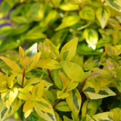 yellow and green variegated abelia