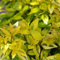 yellow and green variegated abelia