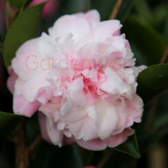 Camellia Sweet Jane flower