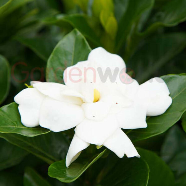 gardenia florida white flower