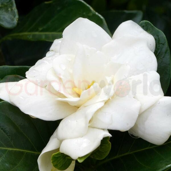 gardenia magnifica large white flowers