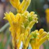 Anigozanthos Bush Bonanza with yellow flowers