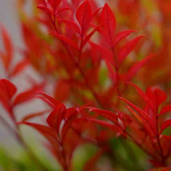 nandina-moon-bay winter red foliage