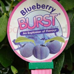 Blueberry Burst label