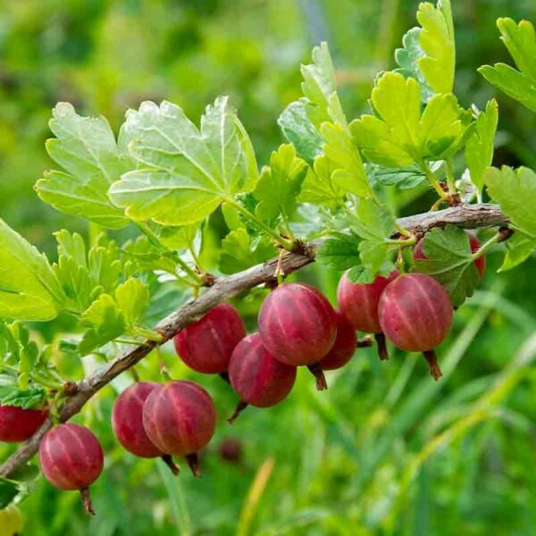 Gooseberry Captivator fruit on plant