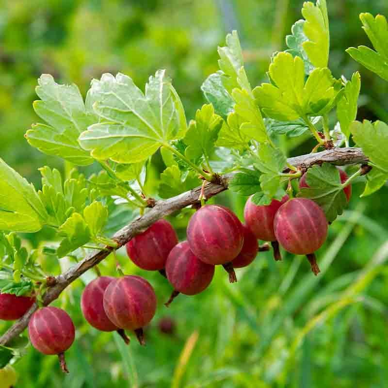 Gooseberry Captivator - Fruiting Shrubs - Garden World