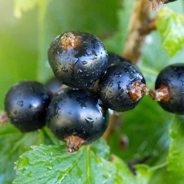 Black Currant fruit
