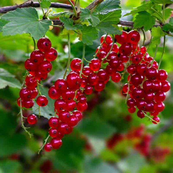 Red Currant fruit