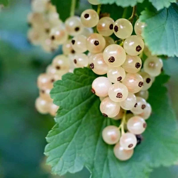 White Currant fruit on plant
