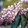 Pieris japonica pink bell flowers