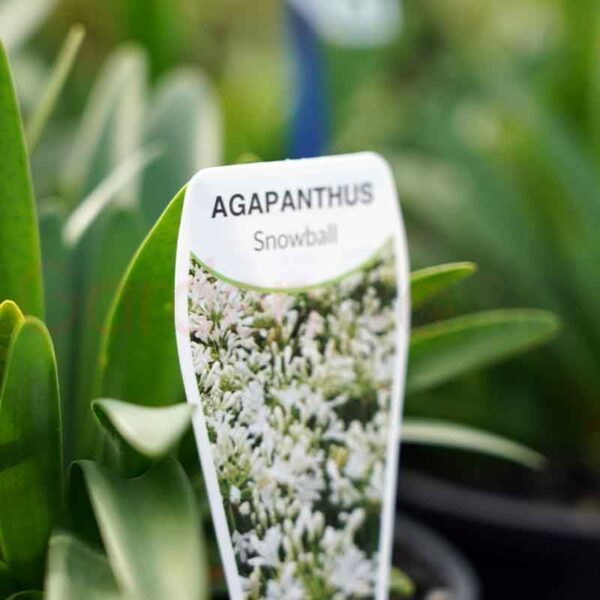 Agapanthus Snowball plant tag