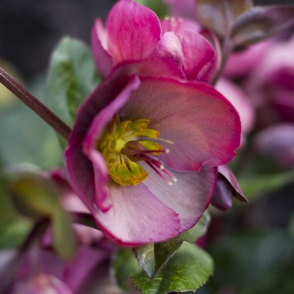 Hellebore Penny's Pink PMA images