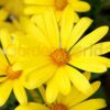 vivid yellow flowered african daisy