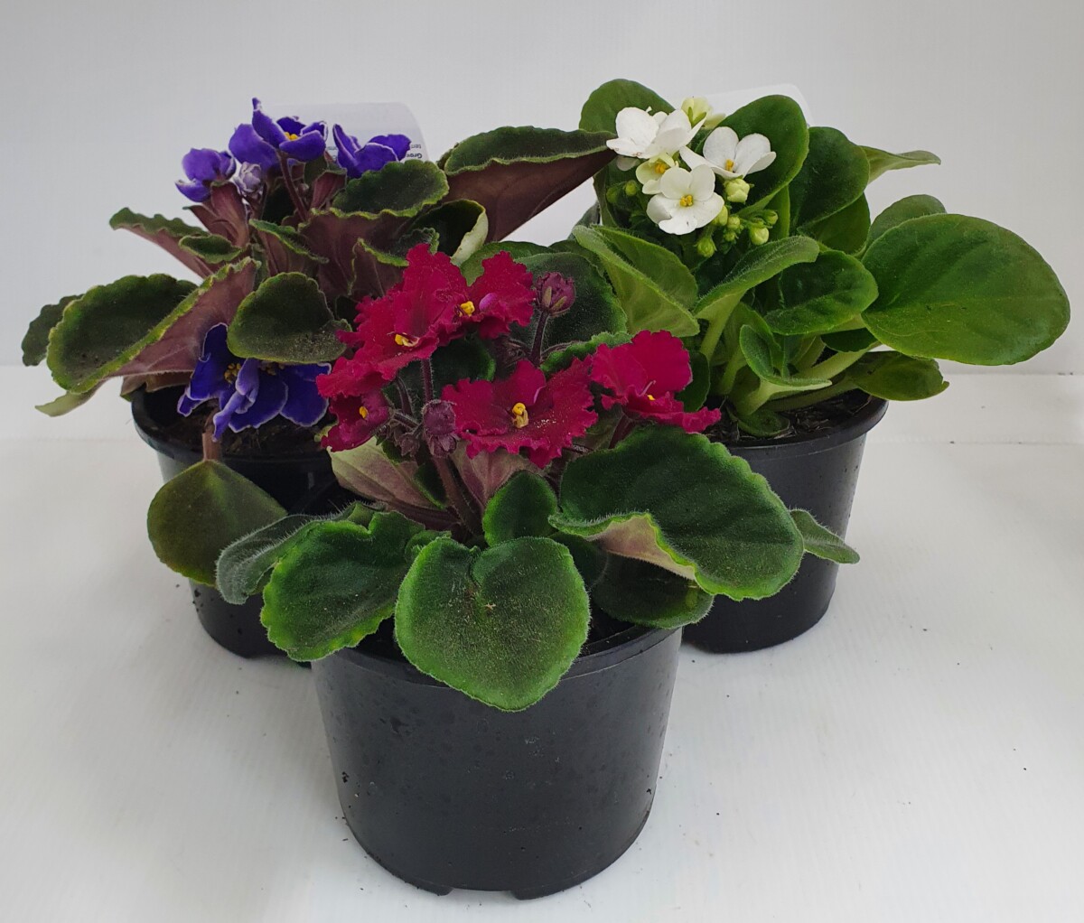 Are African Violets Fragrant?