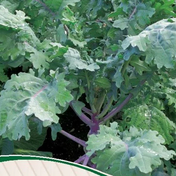 Kale Red Russian