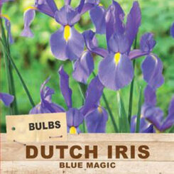 dutch iris blue magic