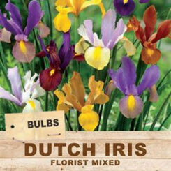 dutch iris florist mixed