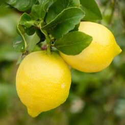 lemon eureka