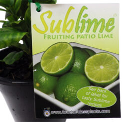 Lime Sublime