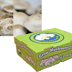 Combination Mix mushroom kit