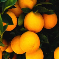 Orange Valencia