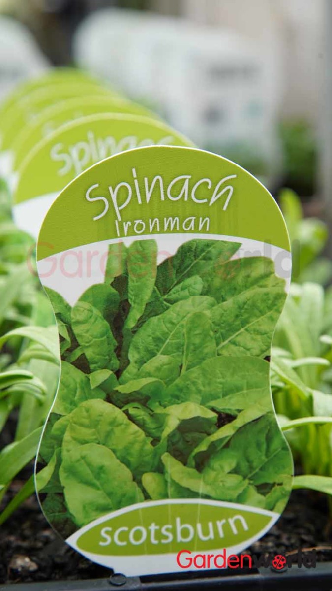 Spinach Ironman Vegetables Garden World Nursery