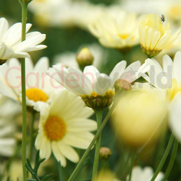sunny days yellow flowered daisy