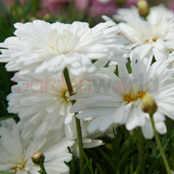 argyranthemum super duper white flowered form