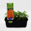 Carrot Little Fingers Punnet