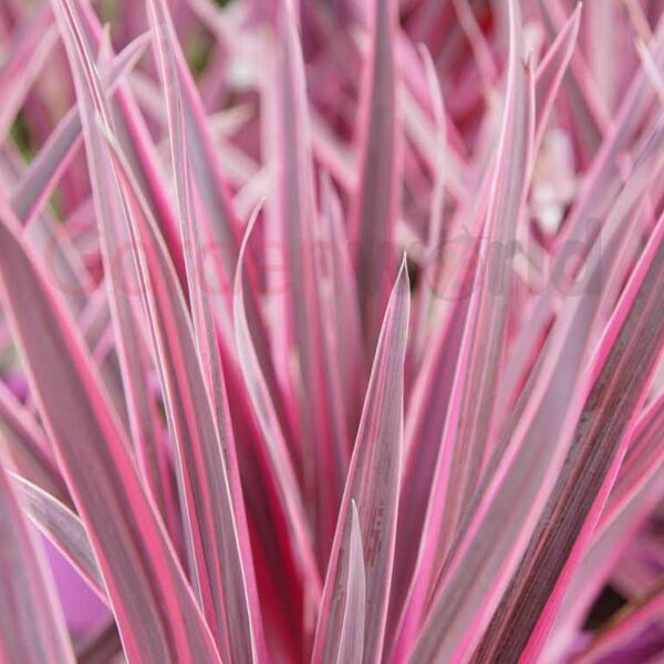 Cordyline Pink Passion hot pink leaves