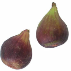 Fig Brown Turkey fruit