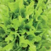 Lettuce Green Oakleaf