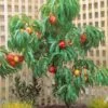 Trixizie Nectarine fruit tree shape