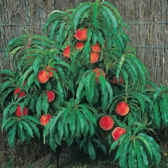 Trixizie Peach Pixzee fruit tree