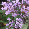 plectranthus mona lavender
