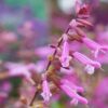 Long tubular pink flowered salvia