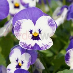 Viola Delft Blue Flower