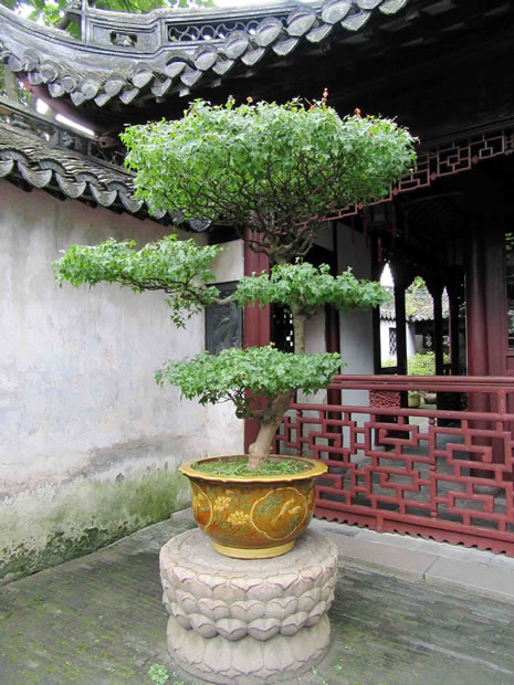 The Yuyuan Gardens in the Old City of Shanghai. - Garden World