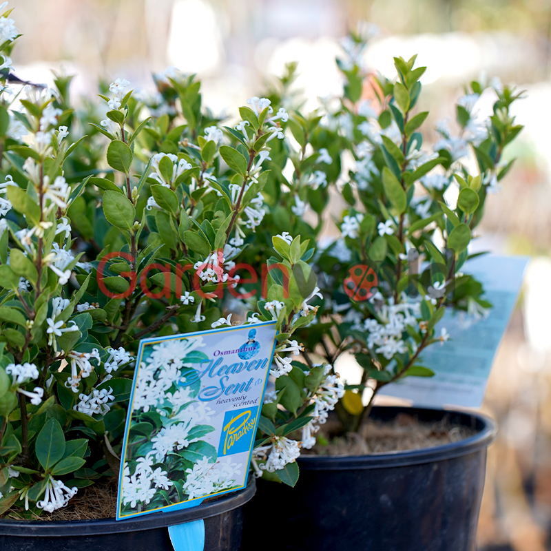 Osmanthus Heaven Scent Fragrant Flowers Garden World