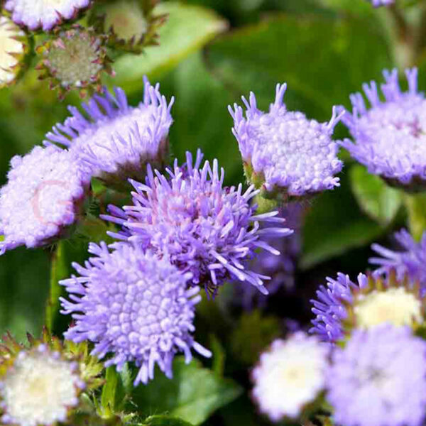 mauve blue flowered Ageratum
